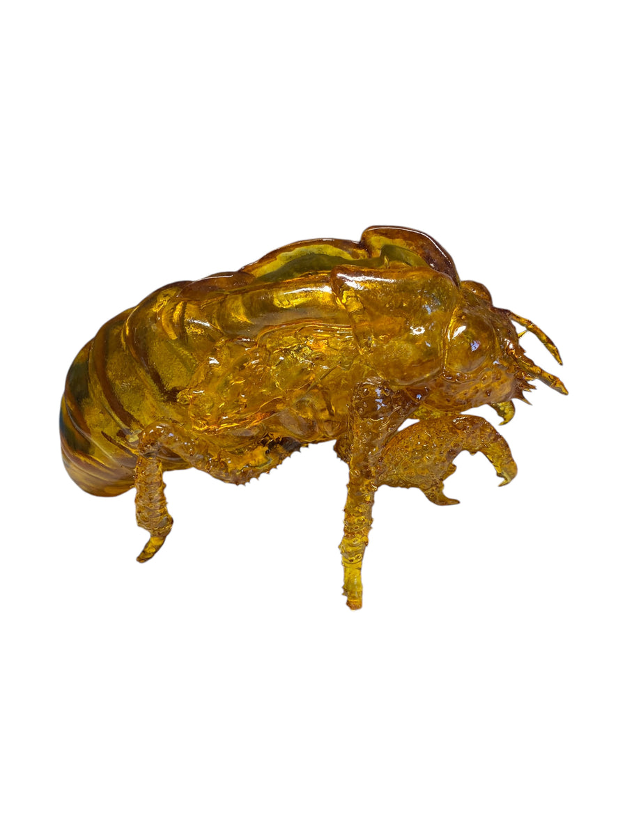 cicada shell monsters jumbo cicada shell plastic sculpture – Sophie G Stark