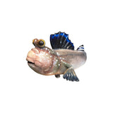 mudskipper silicone sculpture