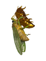 "molting cicada" plastic sculpture