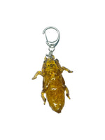 "cicada shell" keychain