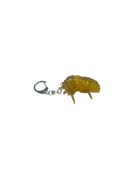 "cicada shell" keychain