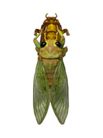 "molting cicada" plastic sculpture