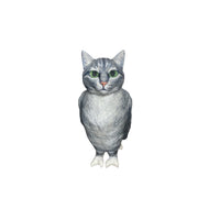 cat bird