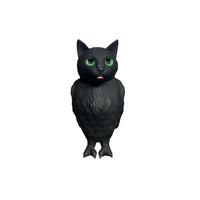 cat bird